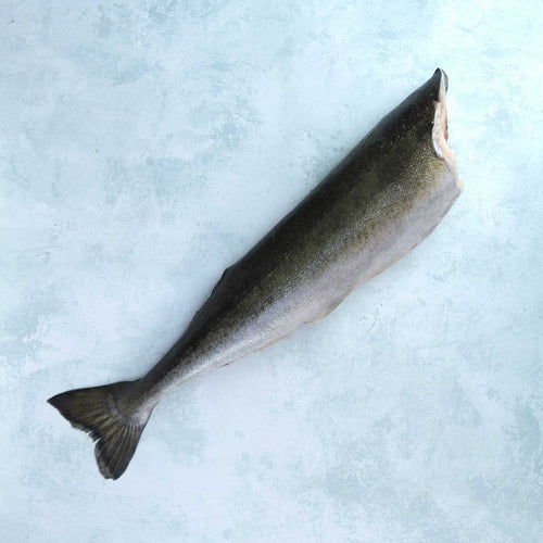 Whole Headless Wild Black Cod (Sablefish)