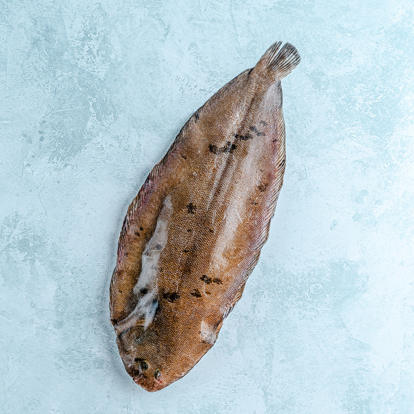 Dover Sole