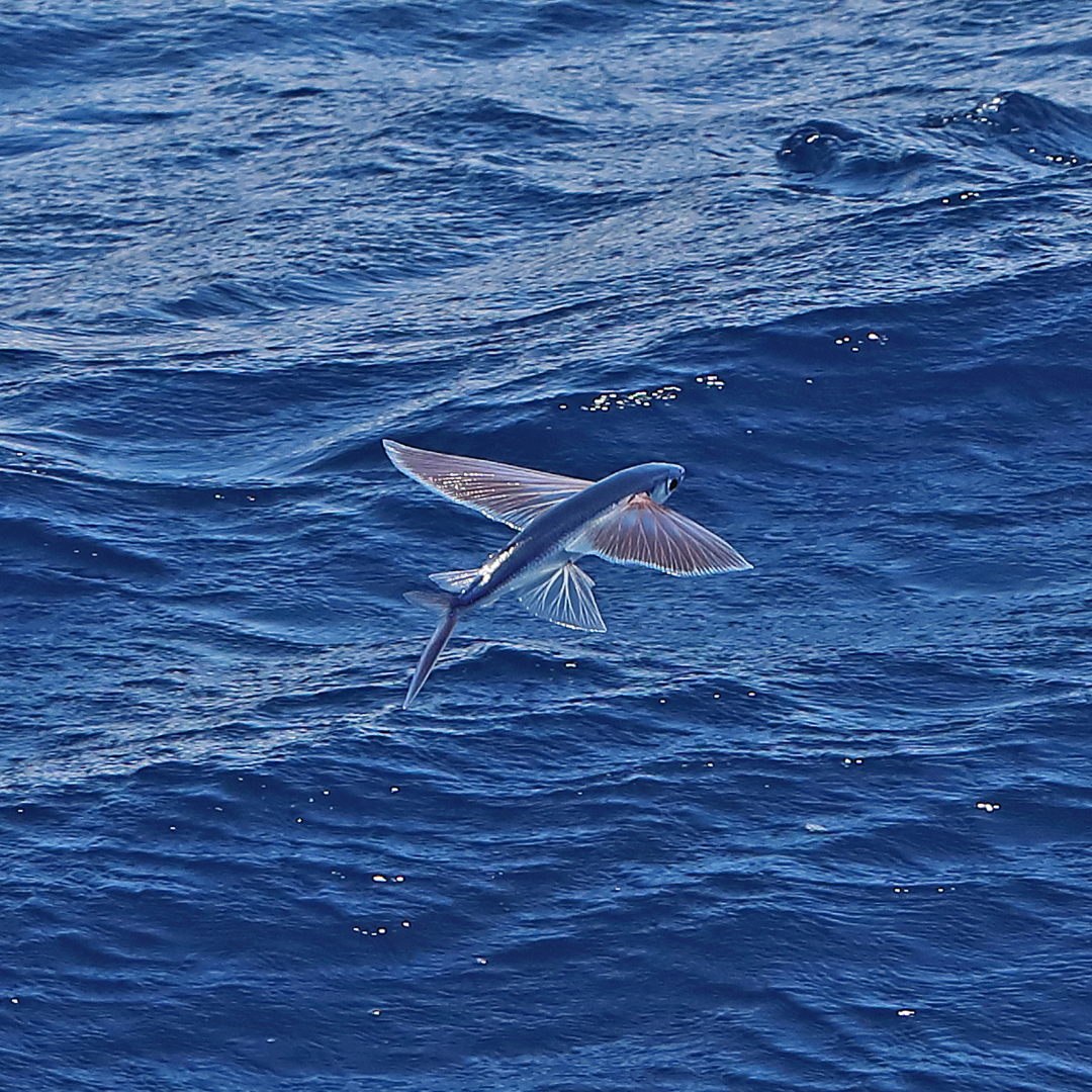 Buy Flying Fish Online – The Fish Society
