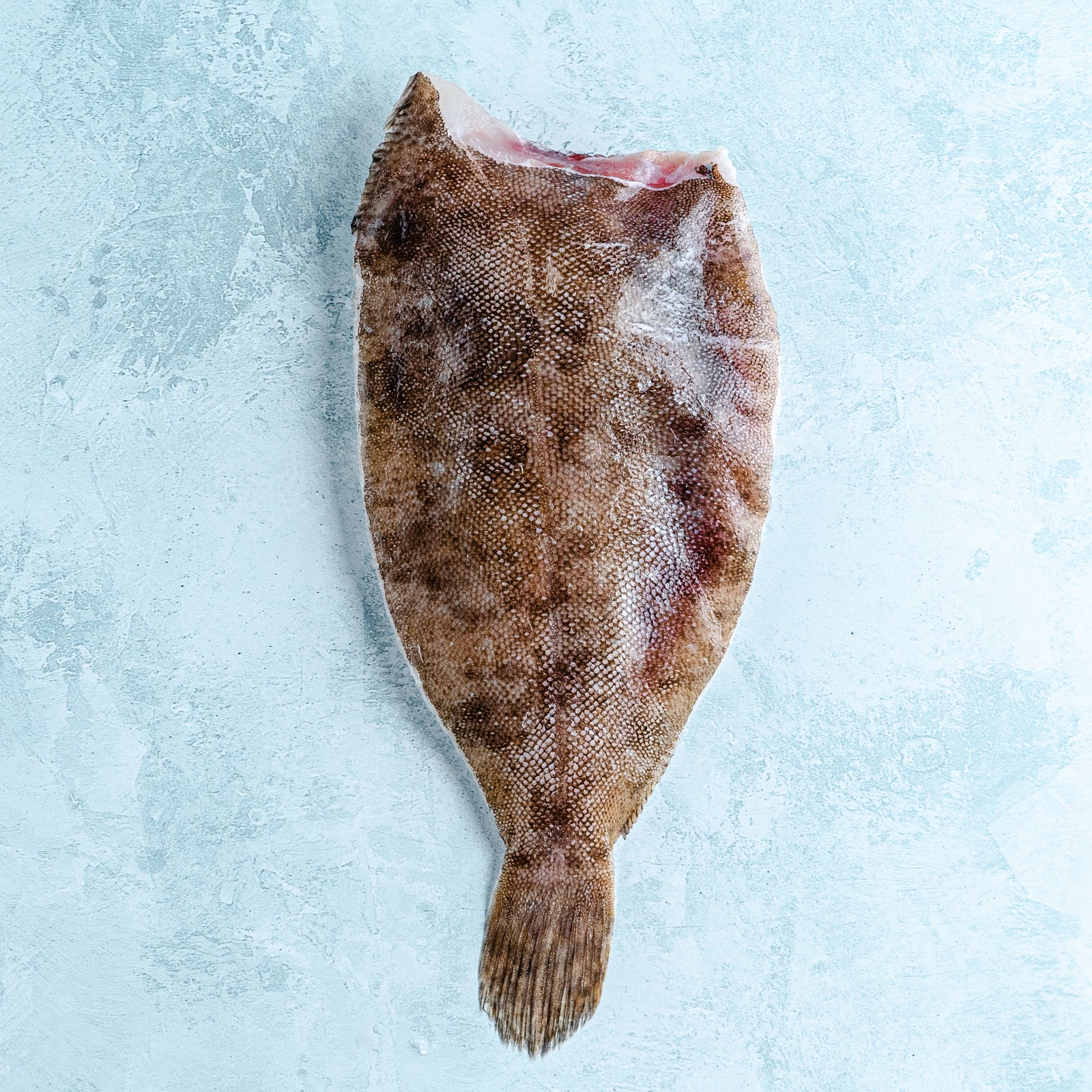 Lemon Sole