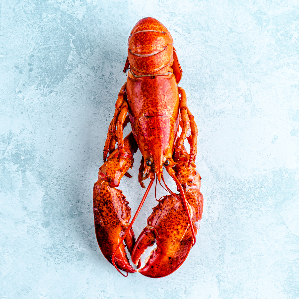 Laster Fish Buy Lobster Online | Next Day Delivery – The Fish Society