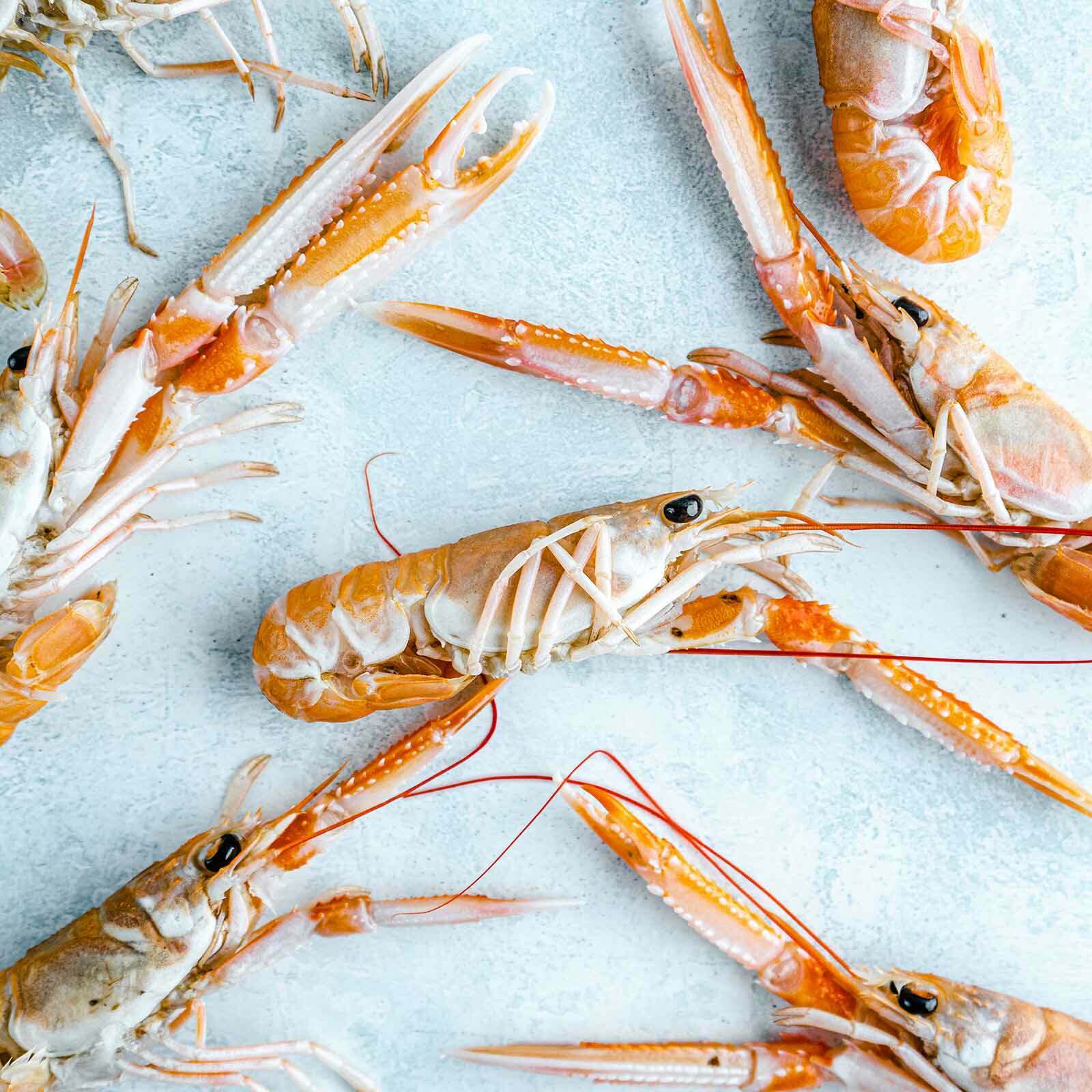 All about langoustine