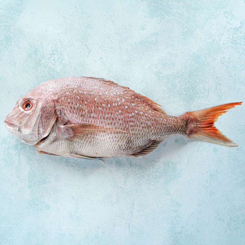 New Zealand Snapper