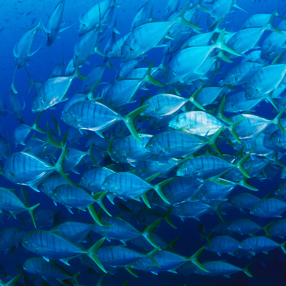 Trevally