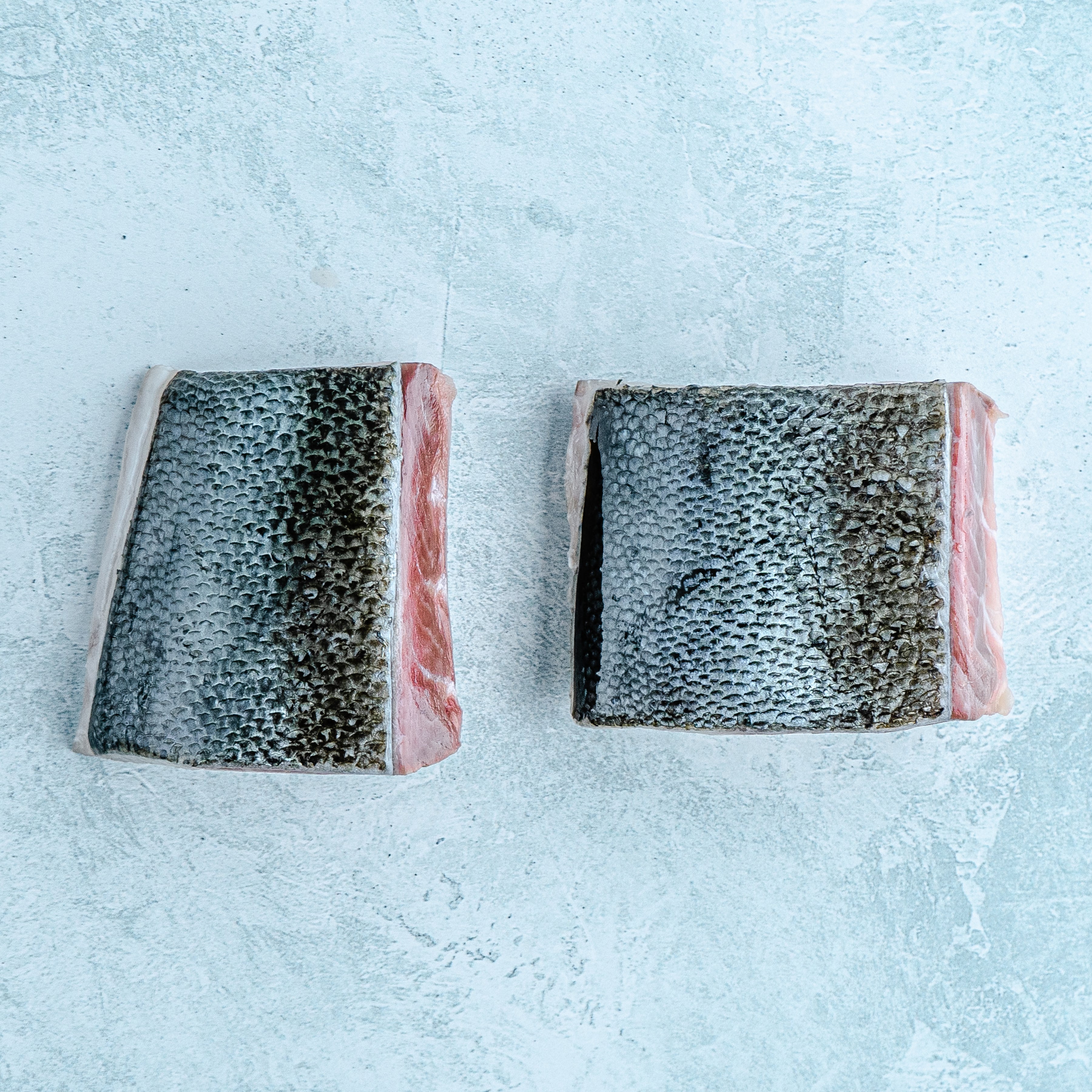 KINGFISH / キングフィッシュ / STUDIO & LIVE CUTS Buy Kingfish Online | Next Day Delivery – The Fish Society