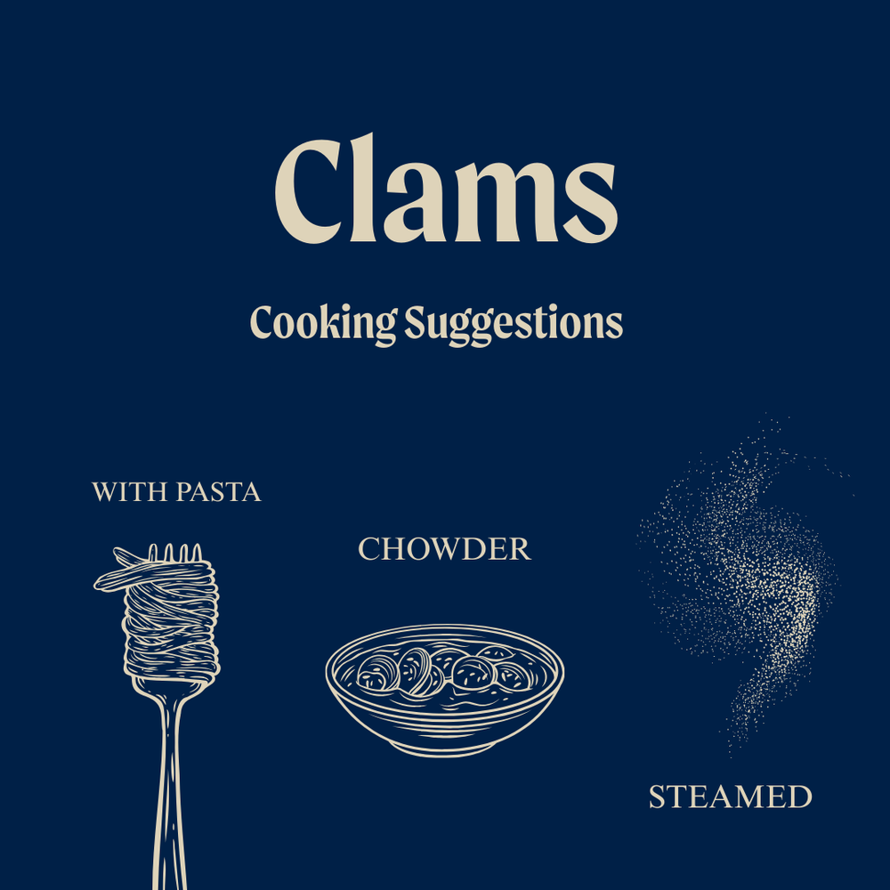 Wild White Meretrix Clams