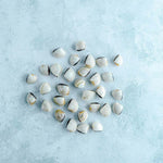 Wild White Meretrix Clams