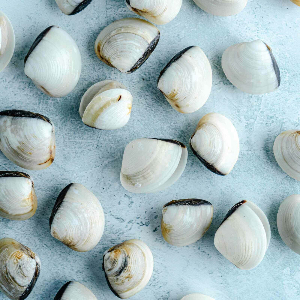 Paella Seafood Box - Serves 4-6 - Frozen Wild White Meretrix Clams