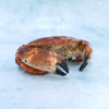 Whole English Crab - Cooked