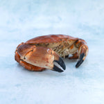 Whole English crab - cooked