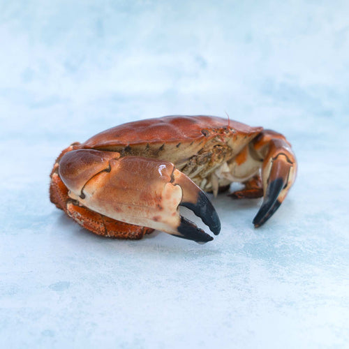 Whole English Crab - Cooked