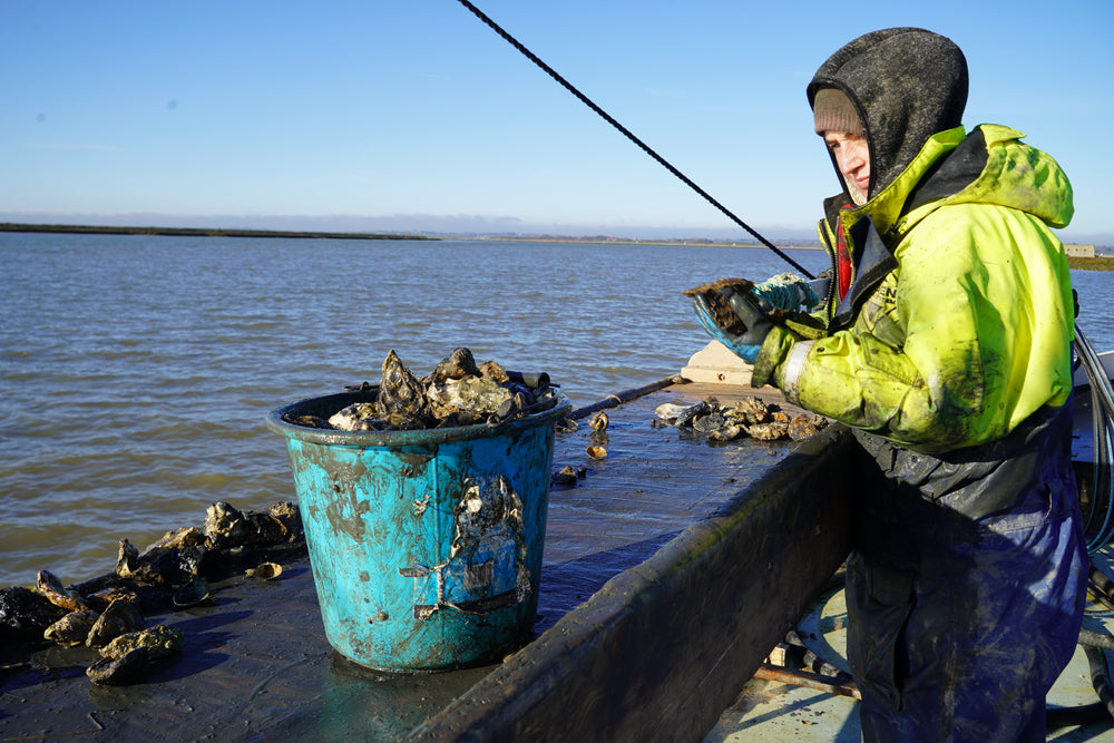 English Oysters - Six Oysters