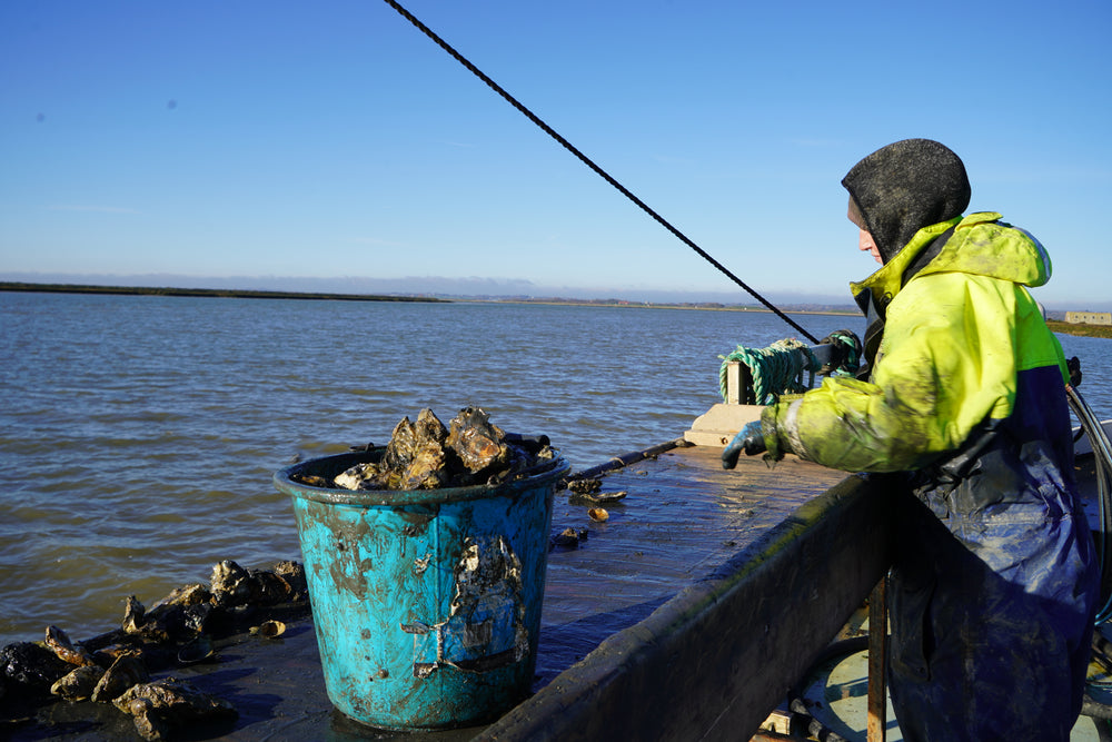 English Oysters - Six Oysters