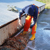 English Oysters - Six Oysters