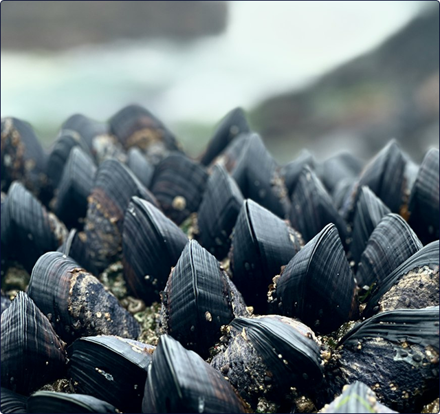 Offshore Rope-Grown Mussels