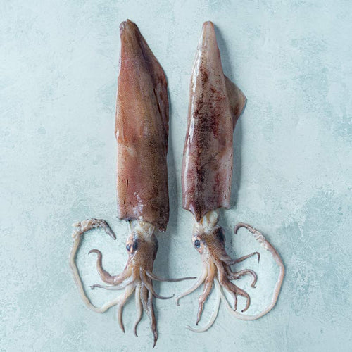 Wild Jig-Caught Seafrozen Whole Squid