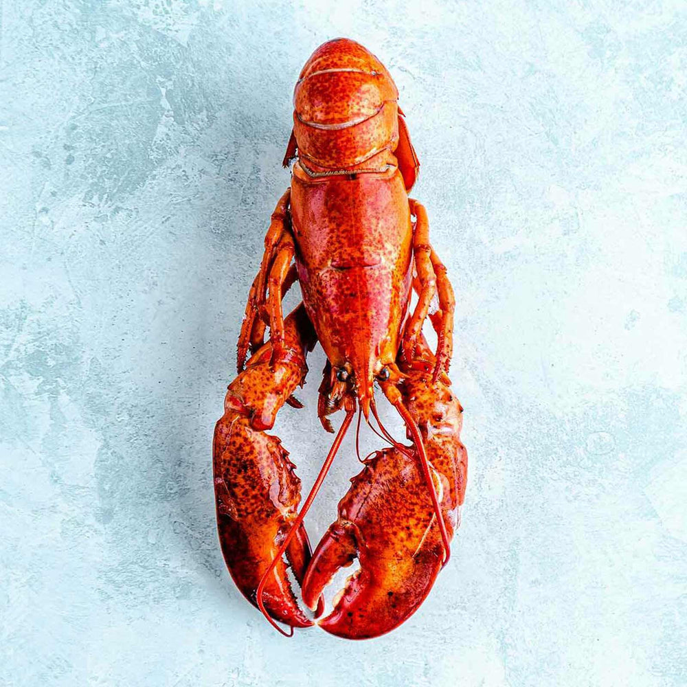 Christmas Seafood Platter Box - Serves 4 - Cooked Whole Wild Lobster