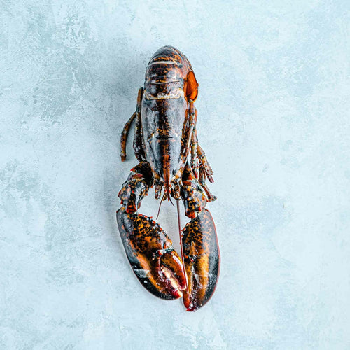 Buy Lobster Online Next Day Delivery The Fish Society