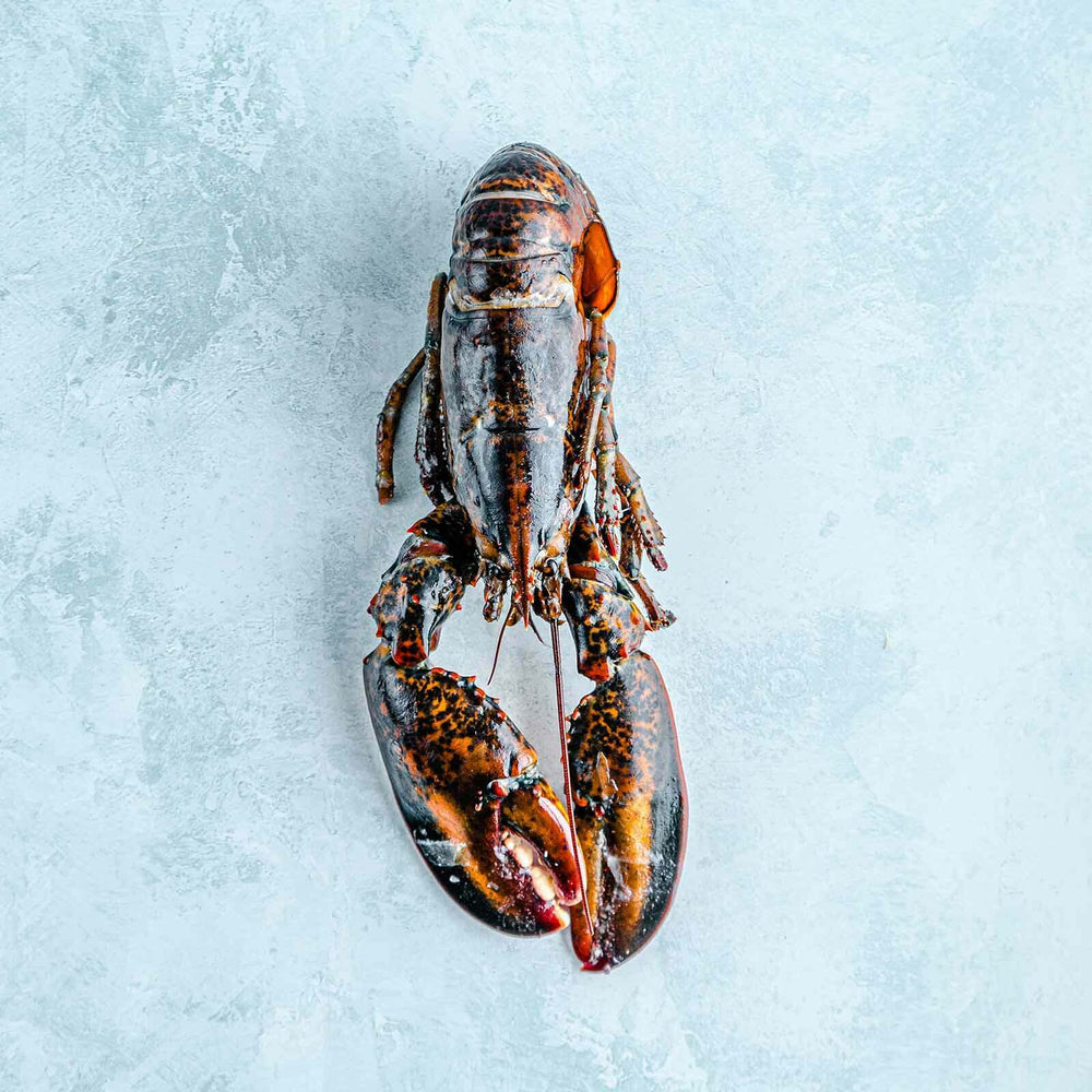 Whole Wild Raw American Lobster