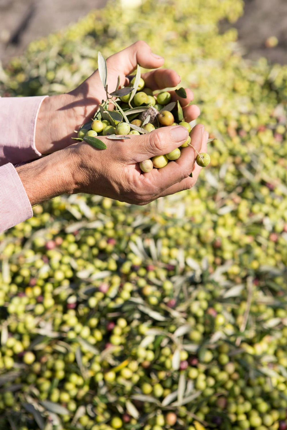 Son Naava Extra Virgin Olive Oil The Fish Society