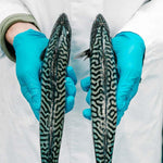 Whole Wild Mackerel - Cleaned