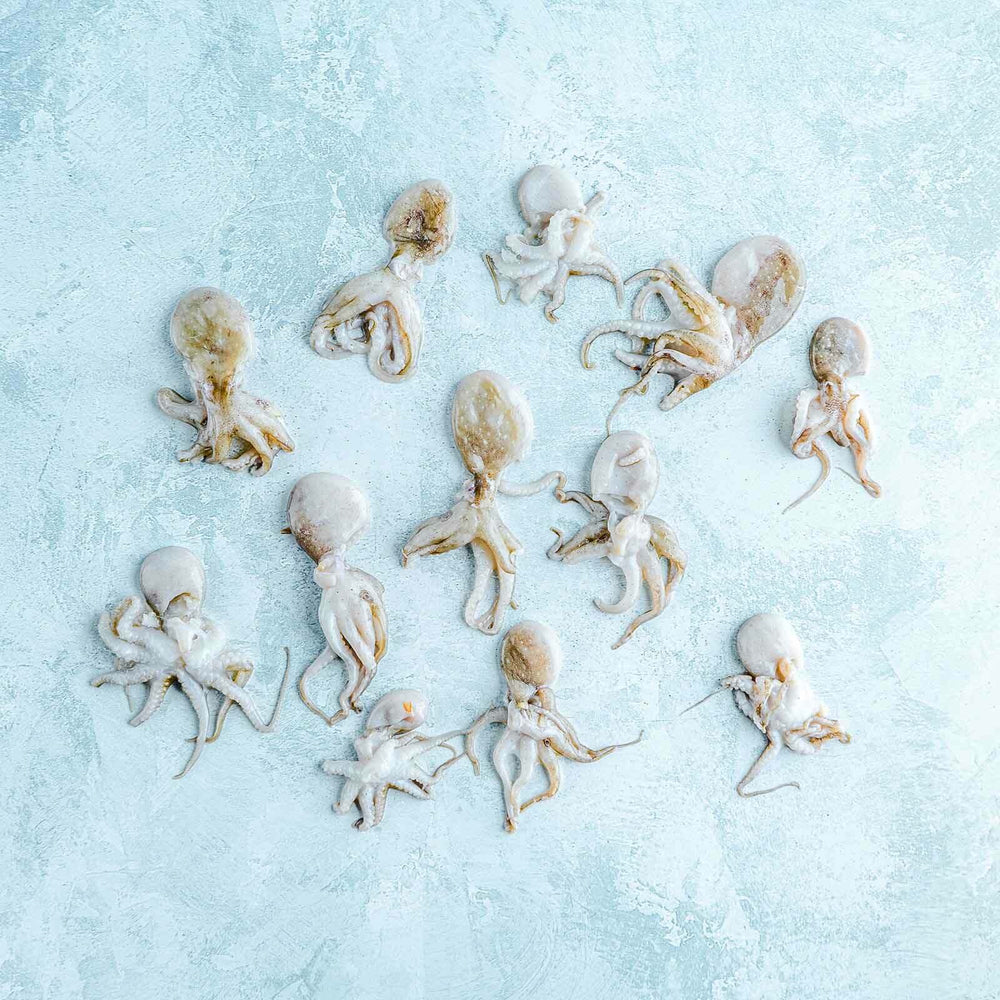 Whole Wild Baby Octopus