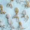 Whole Wild Baby Octopus