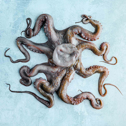 Whole Wild Octopus - Raw