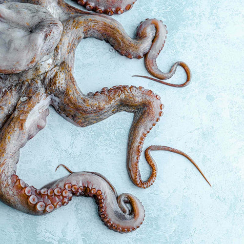 Whole Wild Octopus - Raw