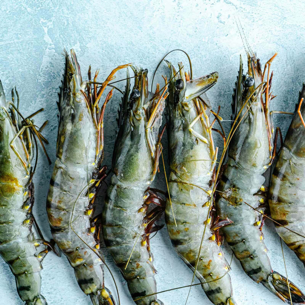 Whole Raw XL Tiger King Prawns