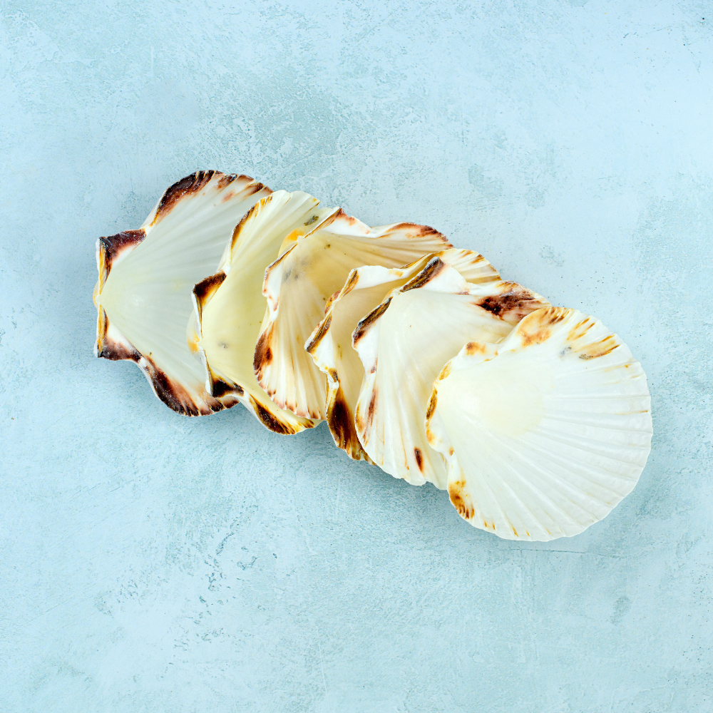 Cleaned Scallop Shells
