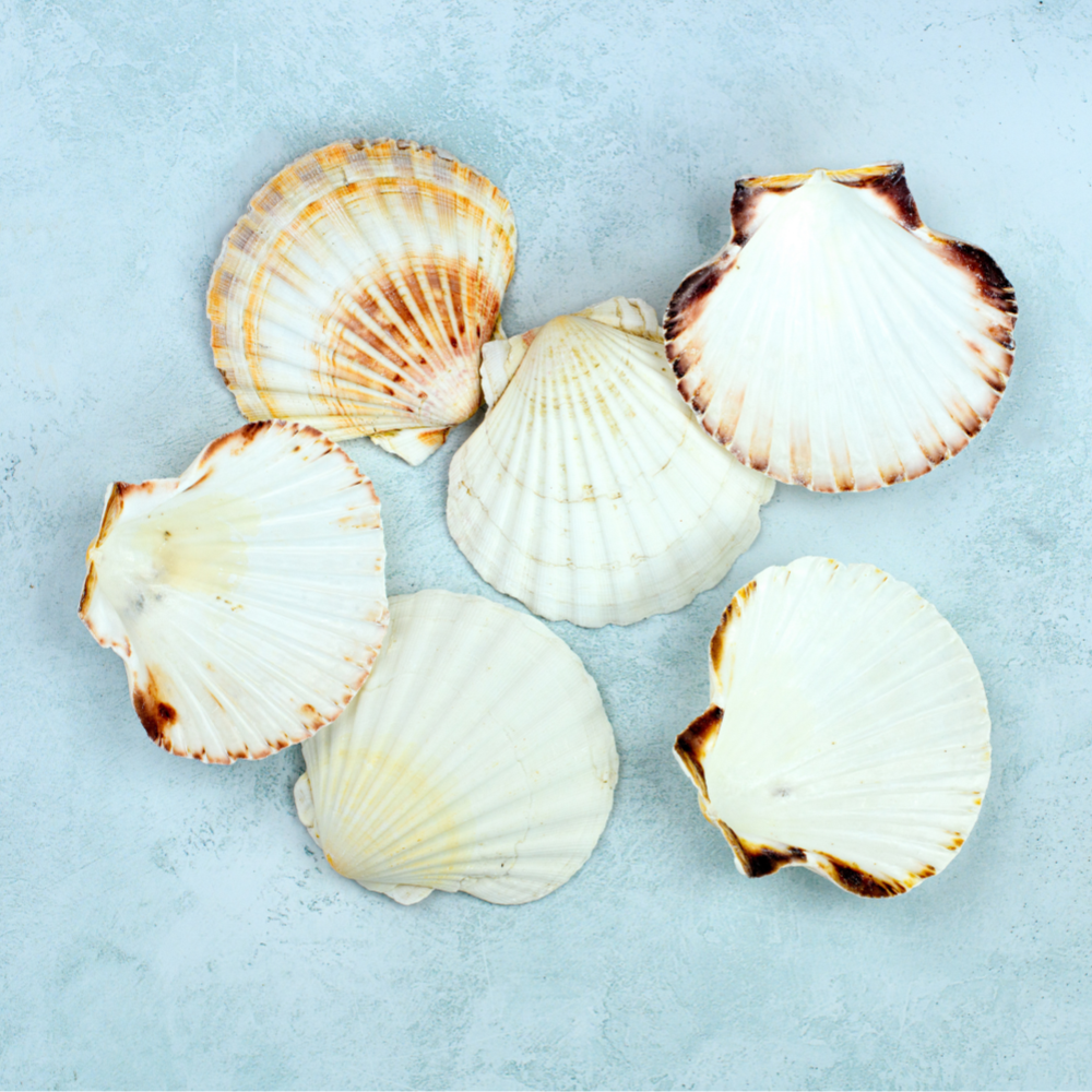 Cleaned Scallop Shells
