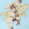 Whole Cleaned Squid