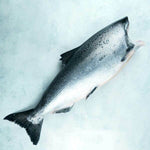 Headless Wild King Salmon (Chinook)