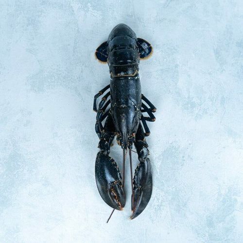 Wild Raw British Lobster