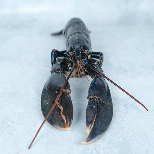 Wild Raw British Lobster