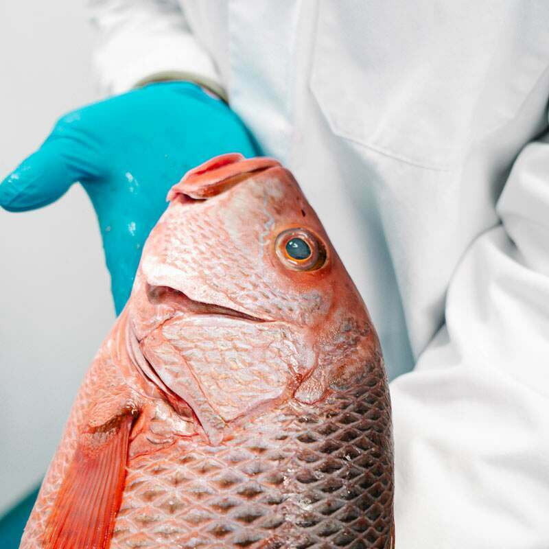 Buy Frozen Red Snapper Fillets Online | 2 Fillets Per Pack – The Fish ...