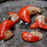 Scallop Coral - Roe