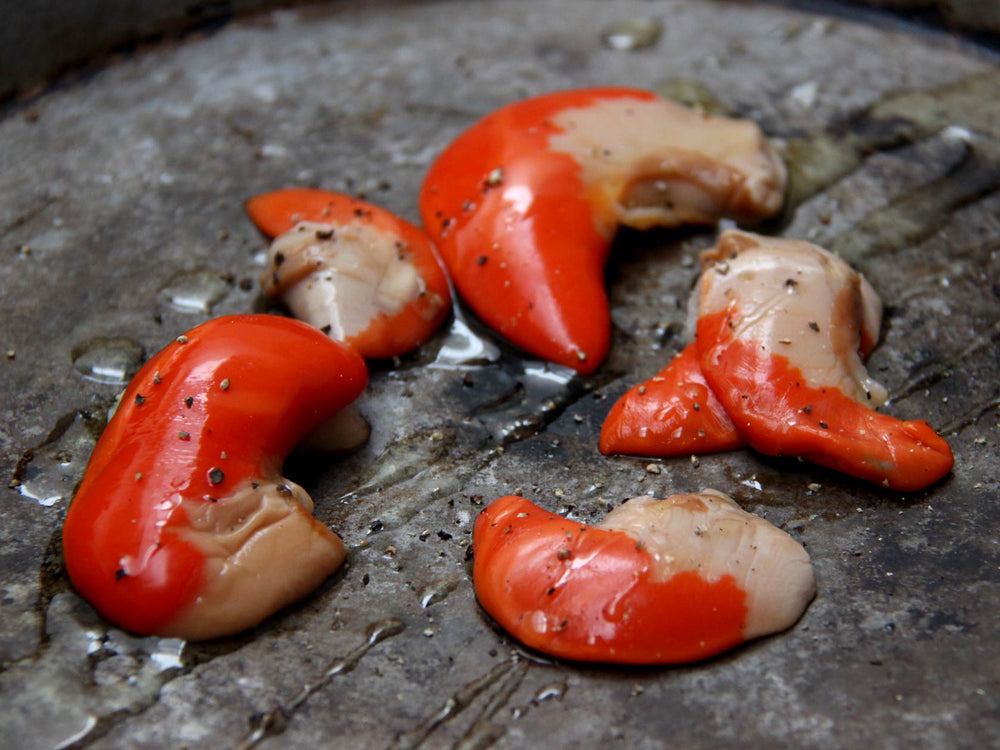 Scallop Coral - Roe