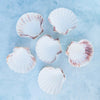 Cleaned Scallop Shells
