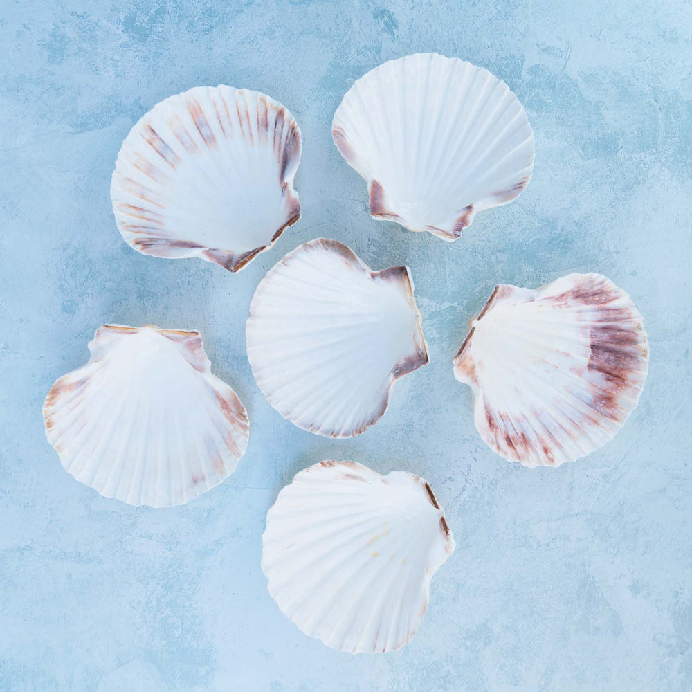 6 Cleaned Scallop Shells