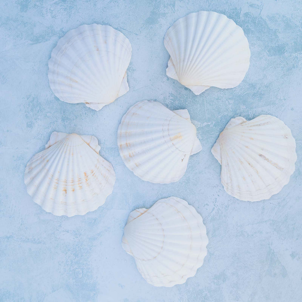 6 Cleaned Scallop Shells