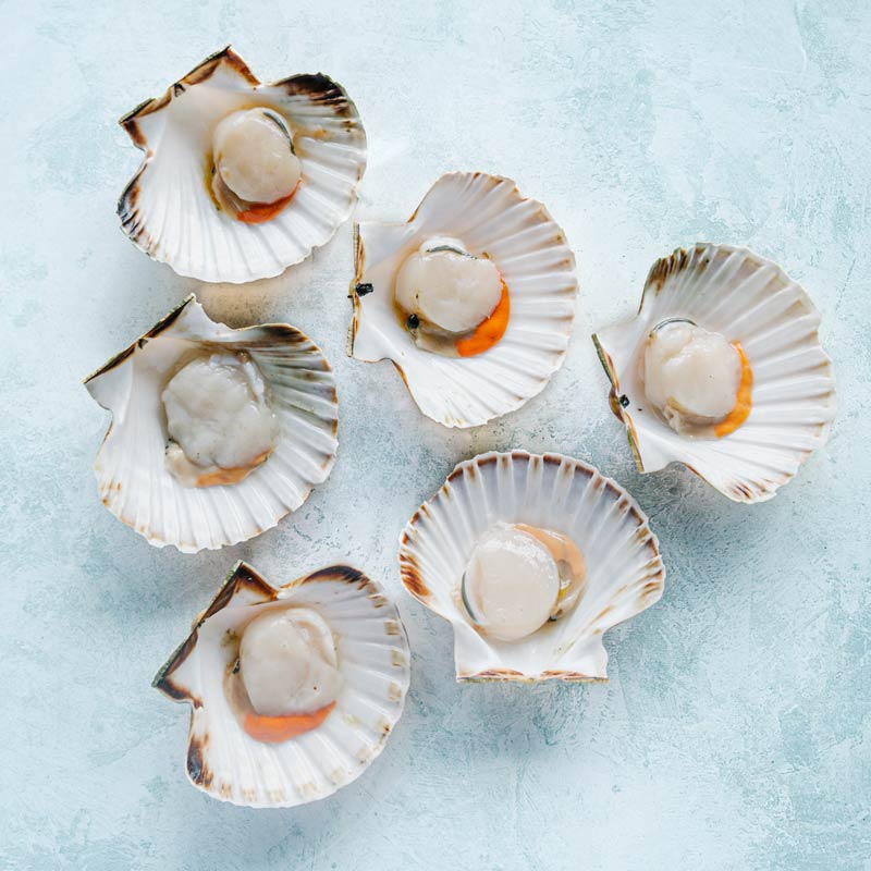 Scallop Shells Buy Half Shell King Scallops | 6 per pack – The Fish Society
