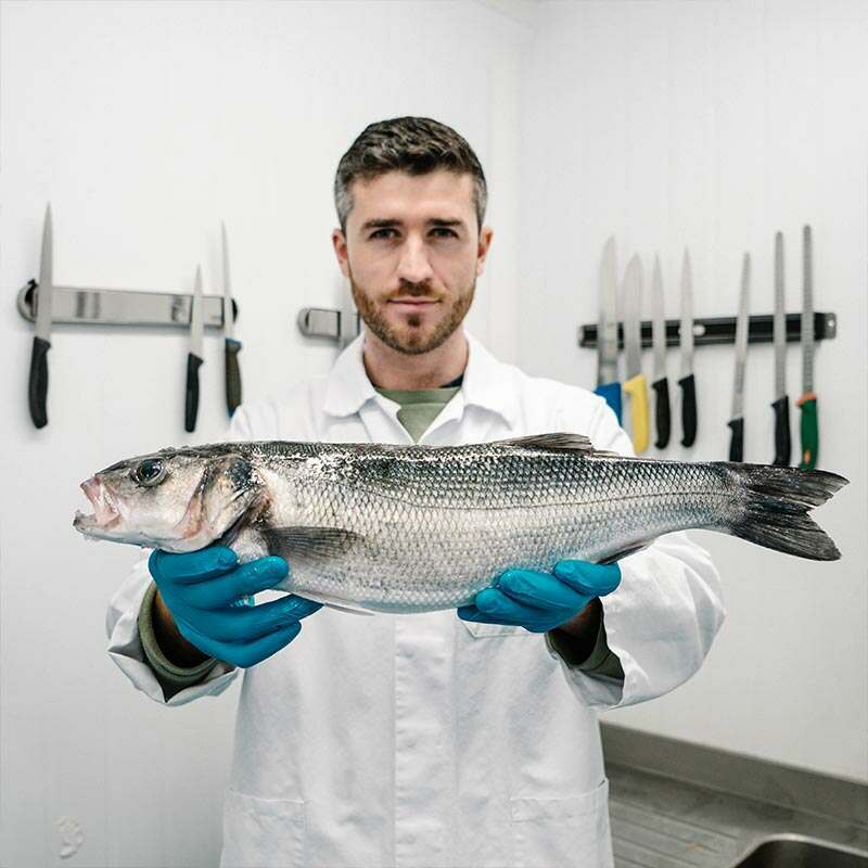 Wild British Sea Bass Fillet Portions