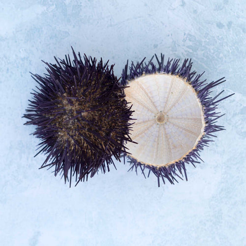 Sea Urchin Shells - Dried & Cleaned