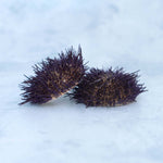 Sea Urchin Shells - Dried & Cleaned