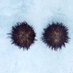 Sea Urchin Shells - Dried & Cleaned