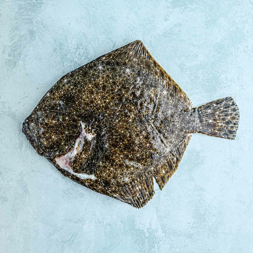 Whole Wild British Turbot - Cleaned