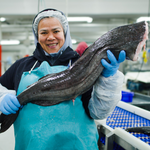 Miso Marinated Black Cod