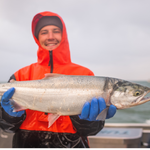 Wild Sockeye Salmon Whole Fillet